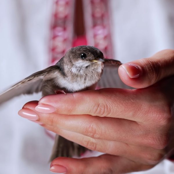 Barn swallow - hirundo rustica in ukrainian woman hands